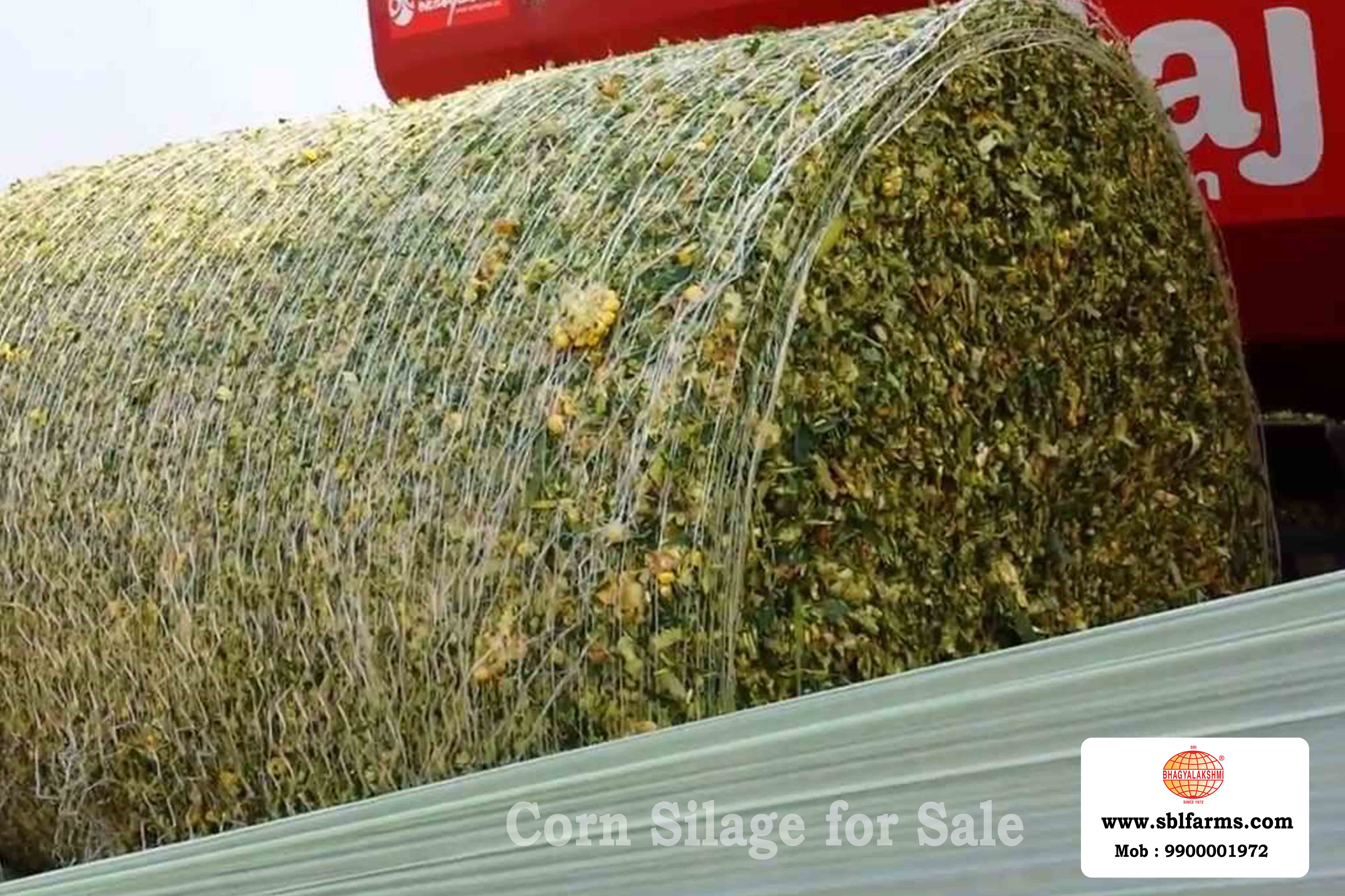 Corn Silage Suppliers in Bangalore | Corn Silage for Sale  |  Corn Silage, Baby Corn Silage manufacturers, suppliers & exporters in Bangalore | corn silage for sale in bangalore |  Sri Bhagyalakshmi Farms Corn Silage Bangalore| Silage Balers | Animal Feed Manufacturers | Production of Silage |Cattle feed manufacturers & suppliers - SBL Farms is solving the biggest fodder crisis in India, by supplying Silage bales, Bailing machines to dairy farmers, Cooperatives, Animal Husbandry | Best Cattle Feed Manufacturers & Silage Suppliers in India | Indias Best Baled Silage Producers